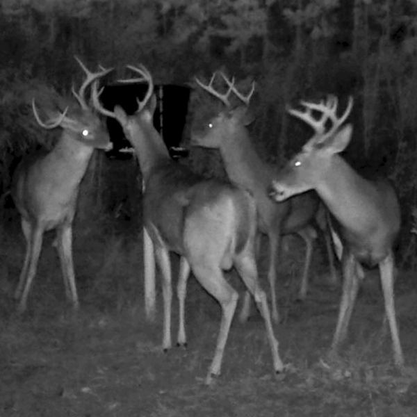 TF50 Many Bucks Night