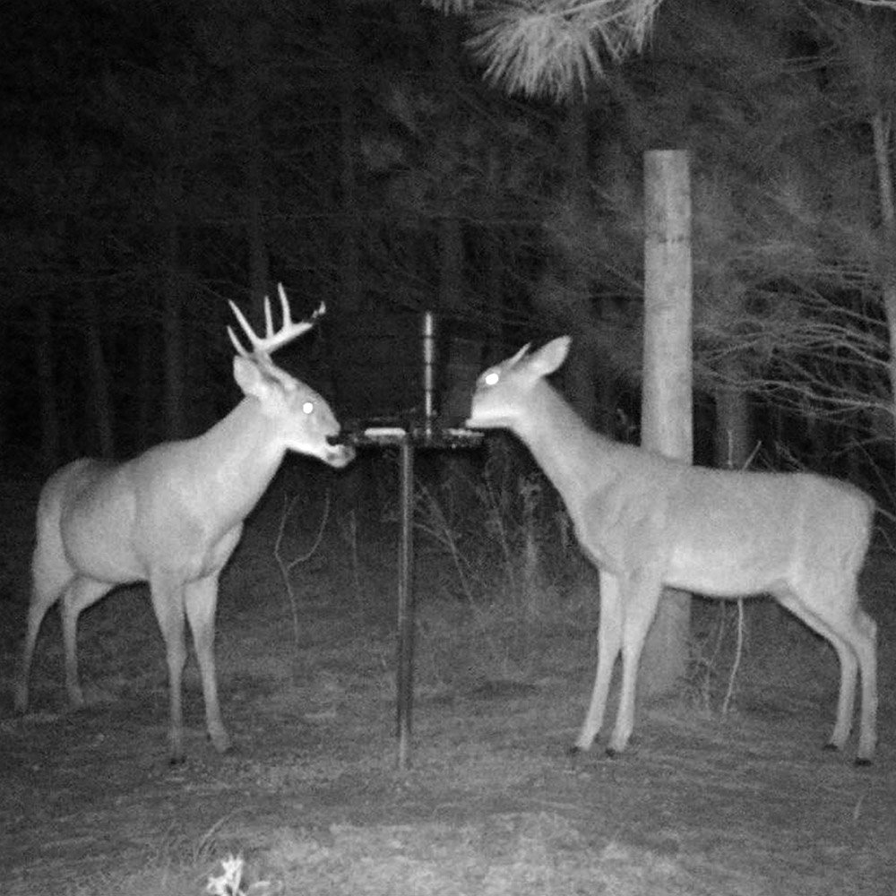 Buck and Doe at the TF50 Gravity feeder on a T-Post at night
