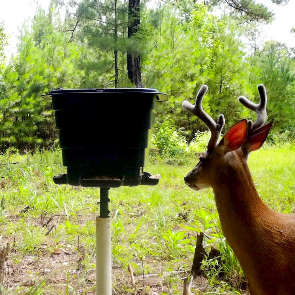 Velvet buck at the TF50 Gravity Feeder