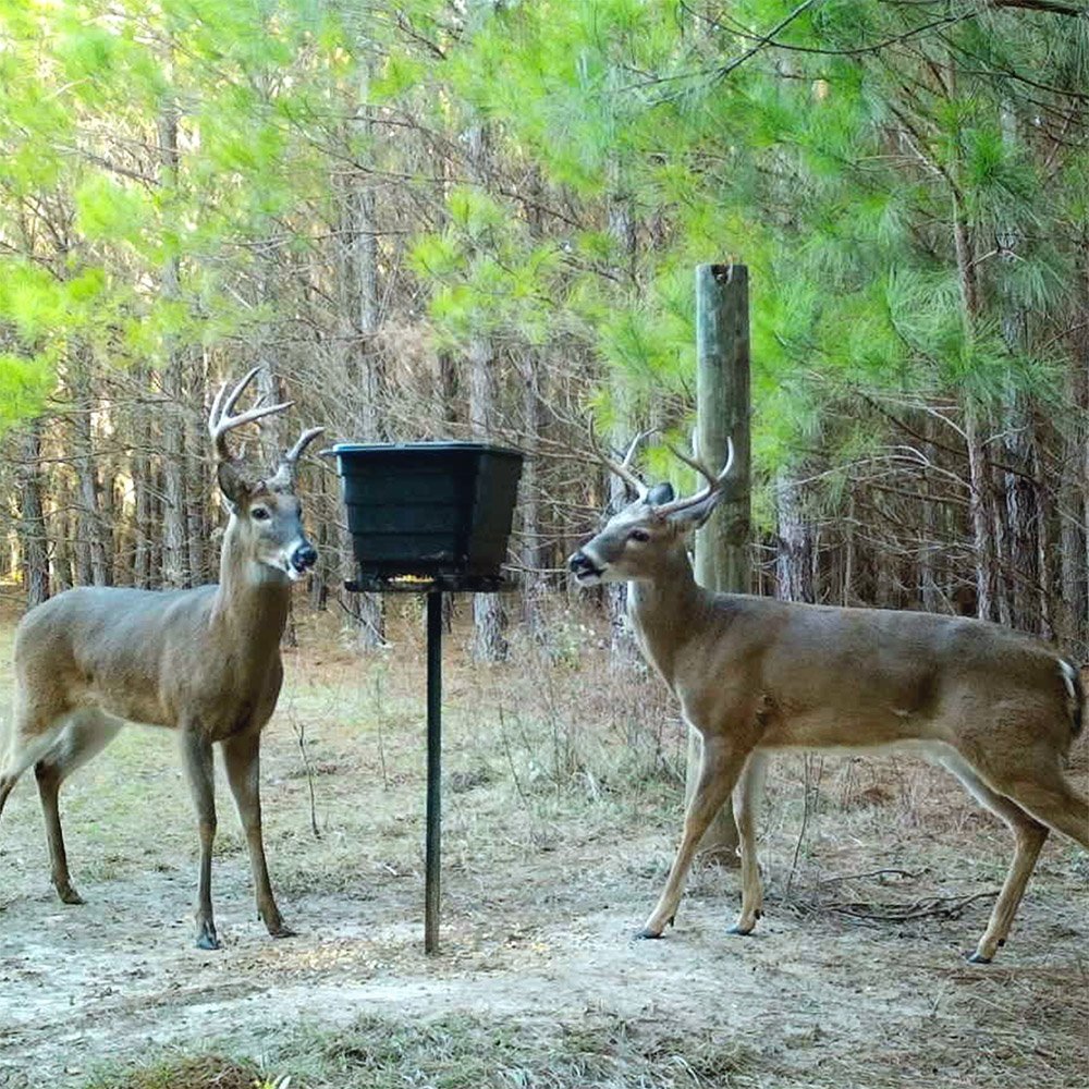 Two large bucks at the TF50 50# gravity feeder