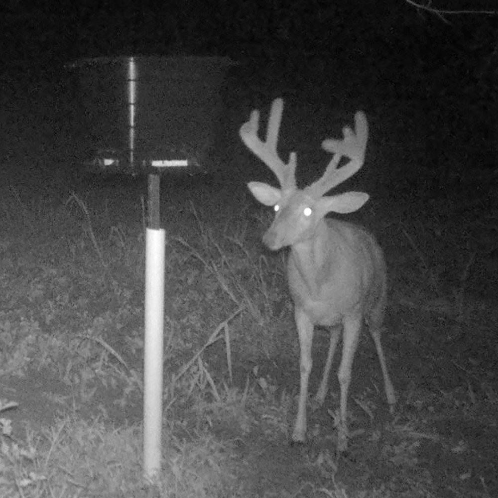 Large Rack velvet Buck at the TF50 Gravity Feeder