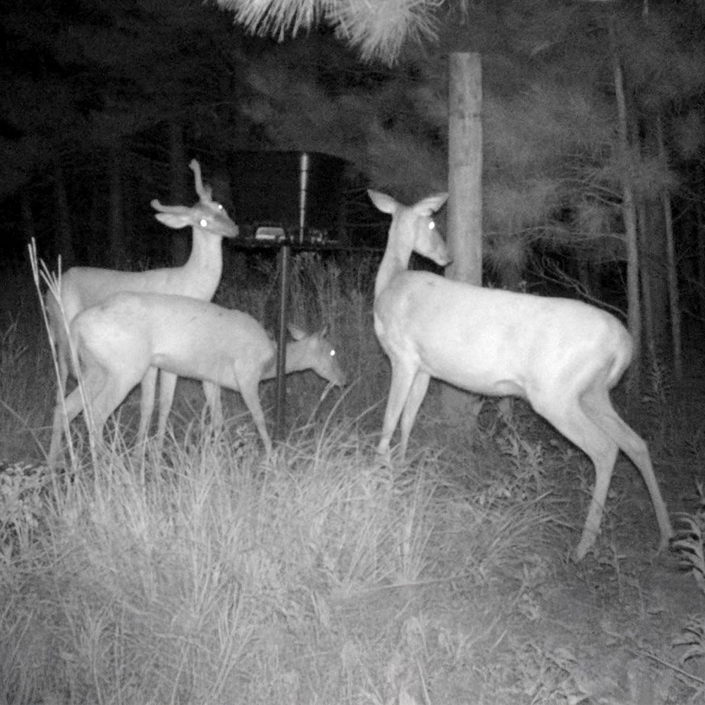 Two does and a buck eating at the TF50 gravity feeder at night
