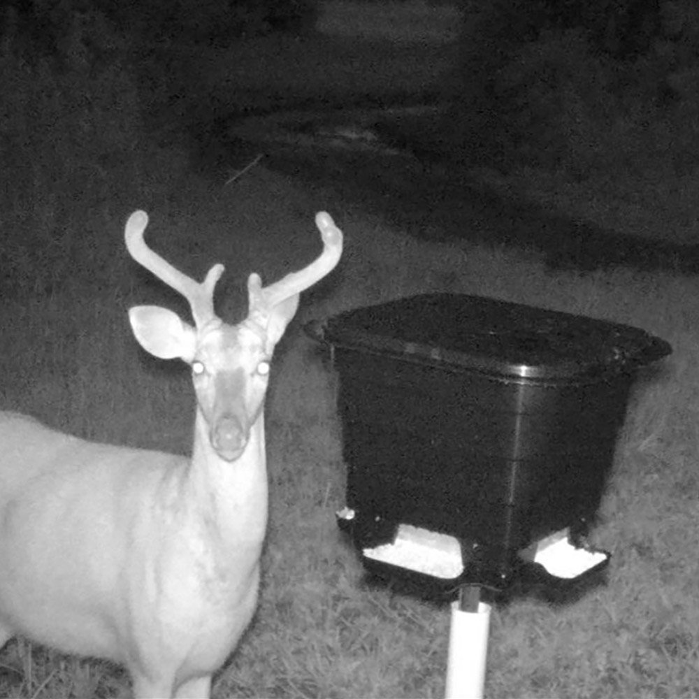 Night photo of a buck at the TF50 gravity feeder