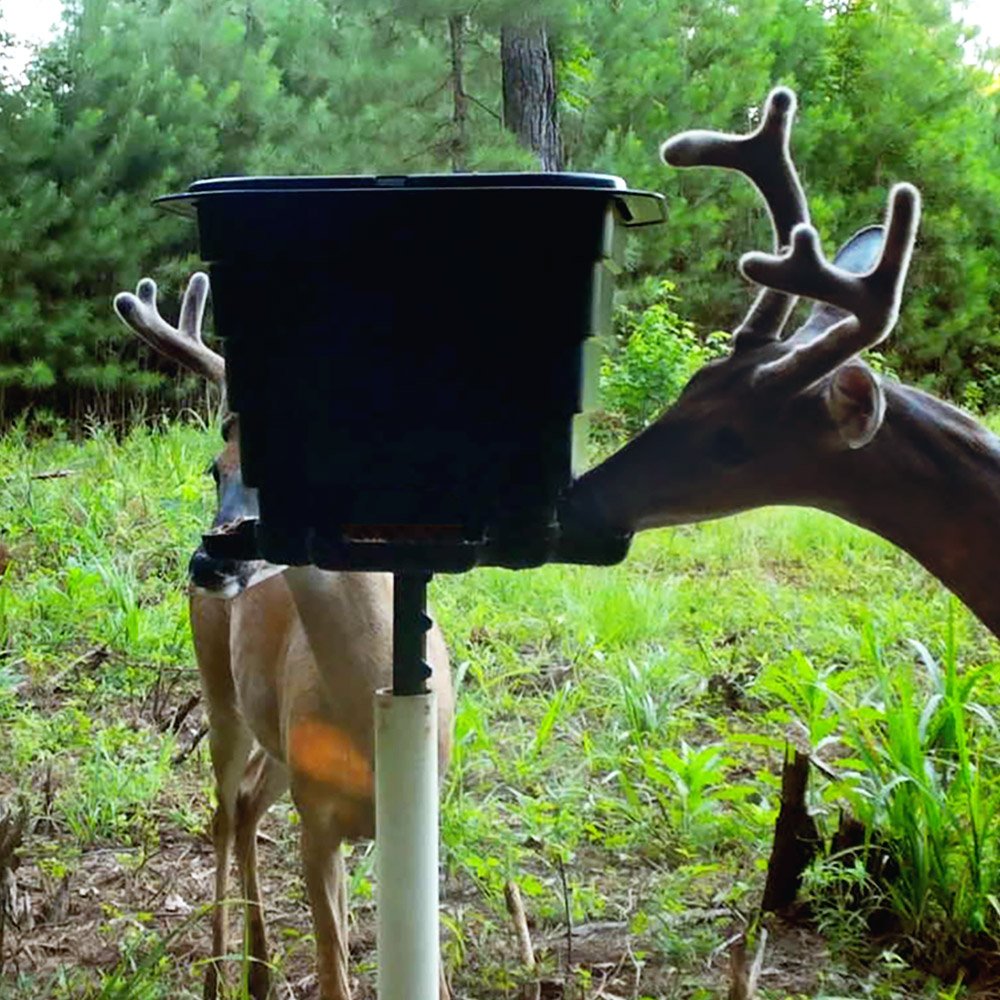 Two Bucks eating from the TF50 gravity feeder
