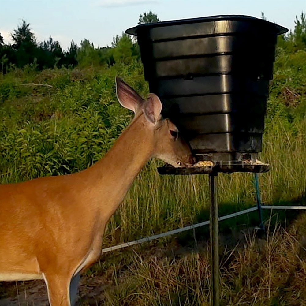 Doe eating at the TF110 Teeder 110# Gravity Feeder