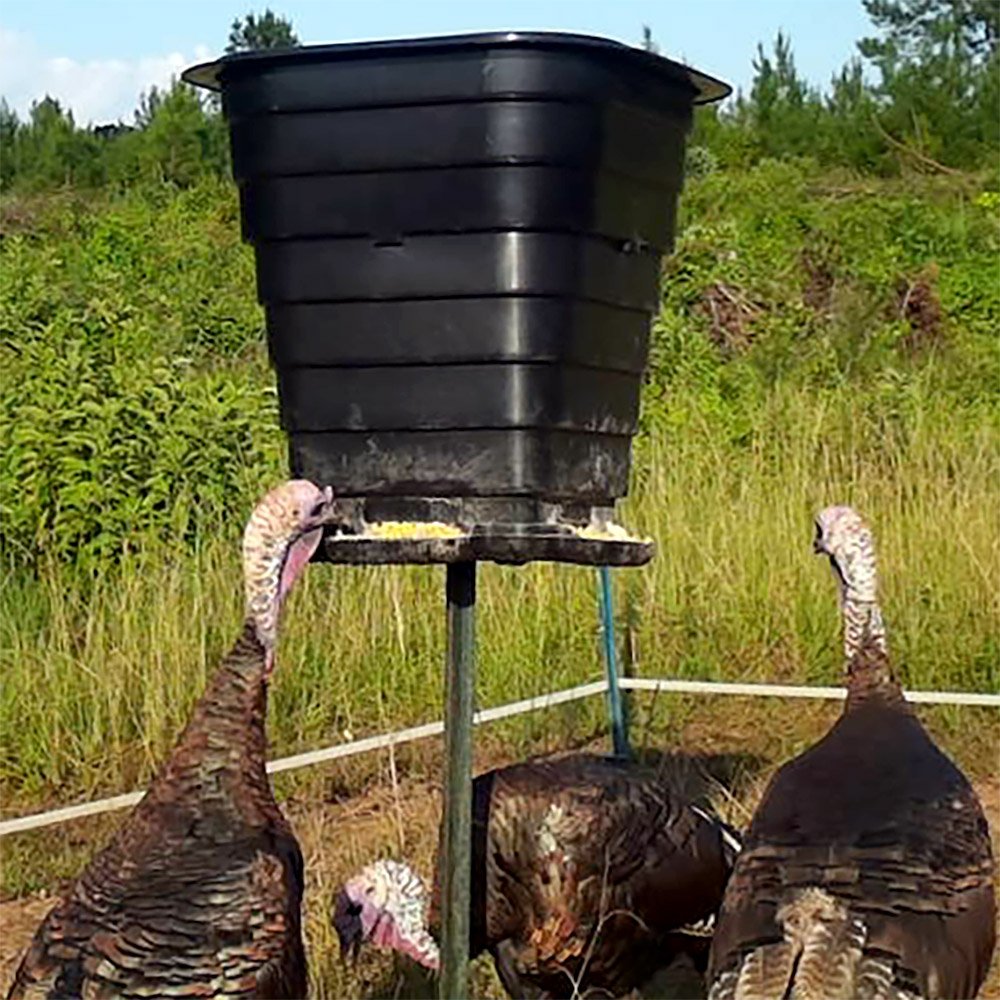 Turkey eating at the TF110 Teeder Gravity Feeder